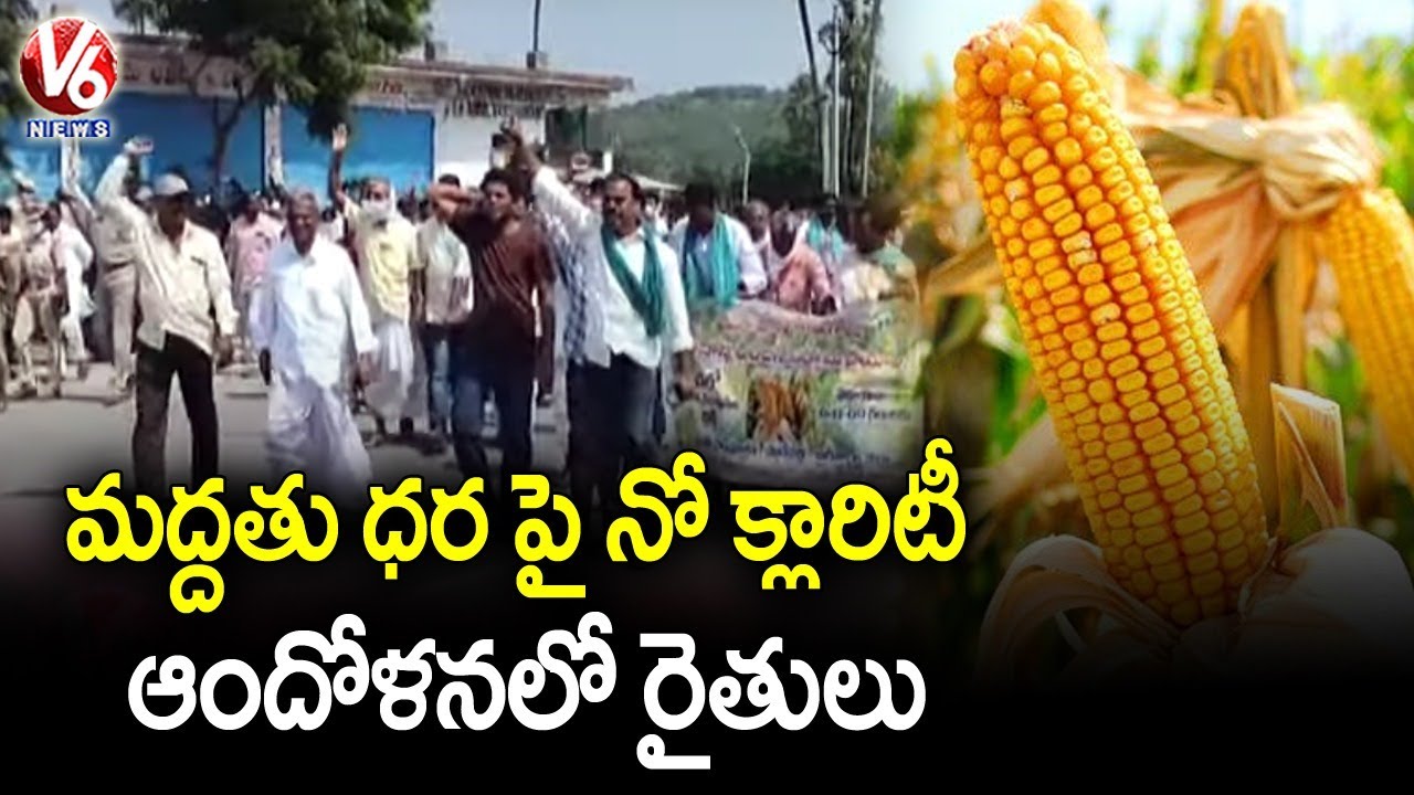 Farmers In Concern Over TS Govt No Clarity On Maize Purchase | V6 News